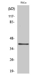 Western Blot analysis of various cells using P2Y4 Polyclonal Antibody diluted at 1:500