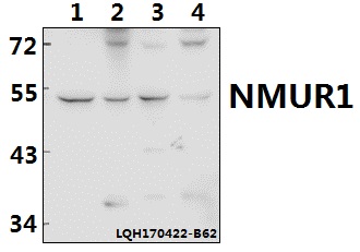 a09256 1 nmur1 primary antiboties wb testing 1