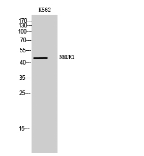 Western Blot (WB) analysis of K562 cells using NMUR1 Polyclonal antibody