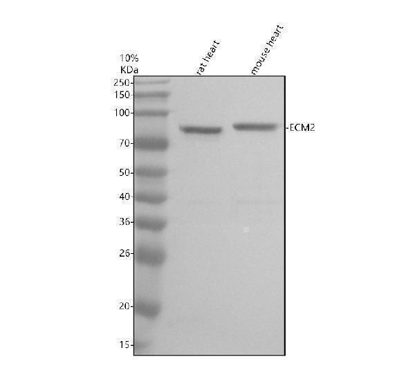 Western blot analysis of ECM2 using anti-ECM2 antibody (A09257-1)