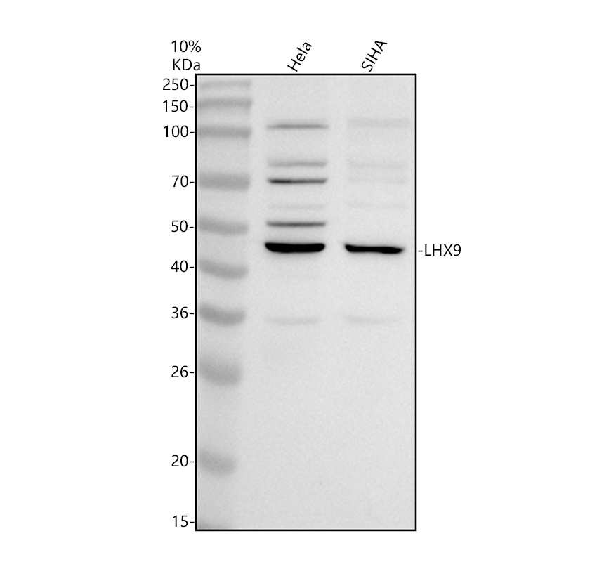 a09258 1 lhx9 primary antibodies wb testing 1