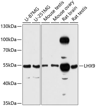 a09258 lhx9 primary antiboties wb testing 1