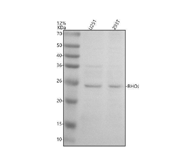 a09259 1 rhoj primary antibodies wb testing 1
