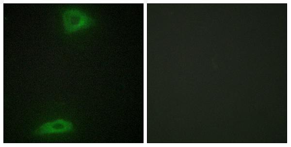 Immunofluorescence analysis of HepG2 cells, using ERGI3 Antibody
