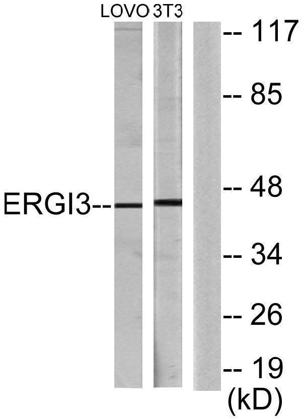 Western blot analysis of lysates from LOVO and NIH/3T3 cells, using ERGI3 Antibody