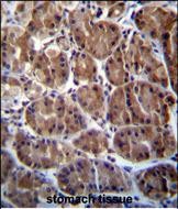 SOCS4 Antibody (Center) immunohistochemistry analysis in formalin fixed and paraffin embedded human stomach tissue followed by peroxidase conjugation of the secondary antibody and DAB staining