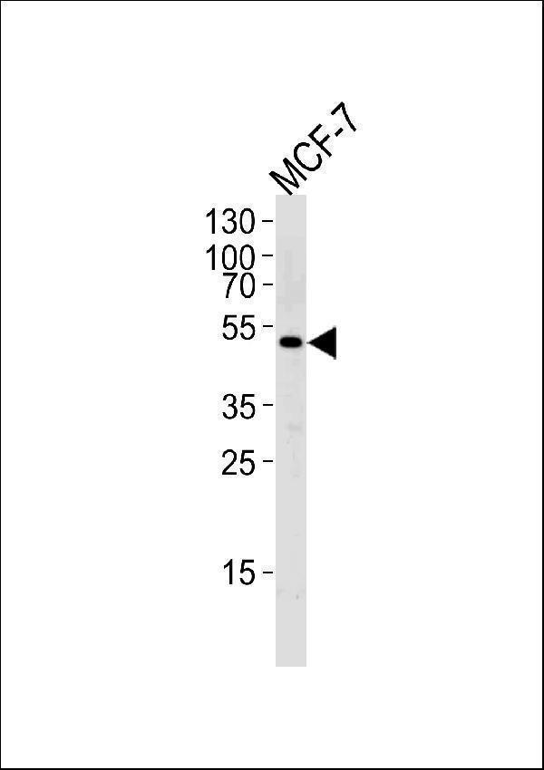 Western blot analysis of lysate from MCF-7 cell line,using SOCS4 Antibody (Center)