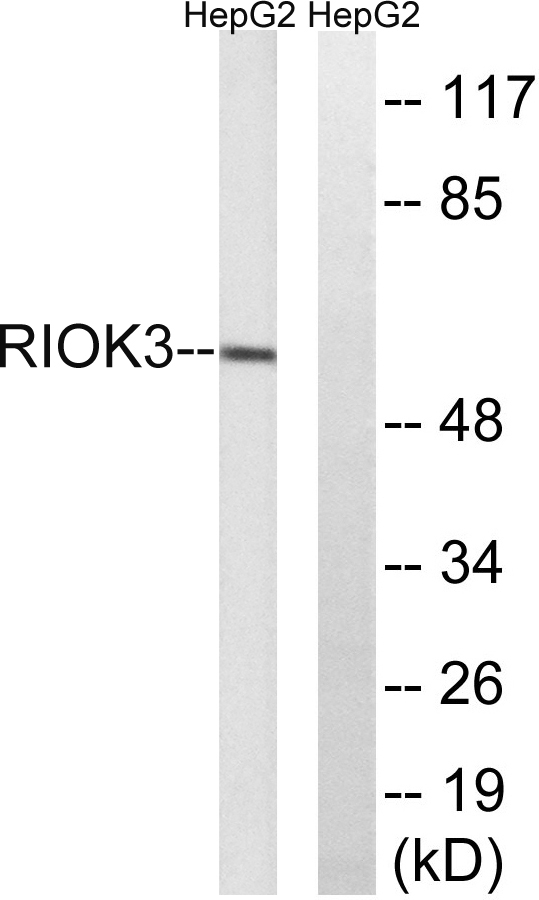 a09262 1 riok3 primary antibodies wb testing 2