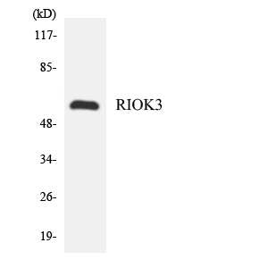 a09262 1 riok3 primary antibodies wb testing 3