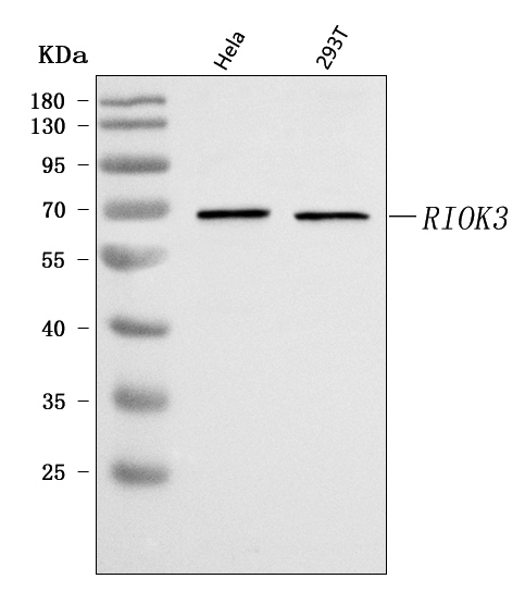 a09262 3 riok3 primary antibodies wb testing 1