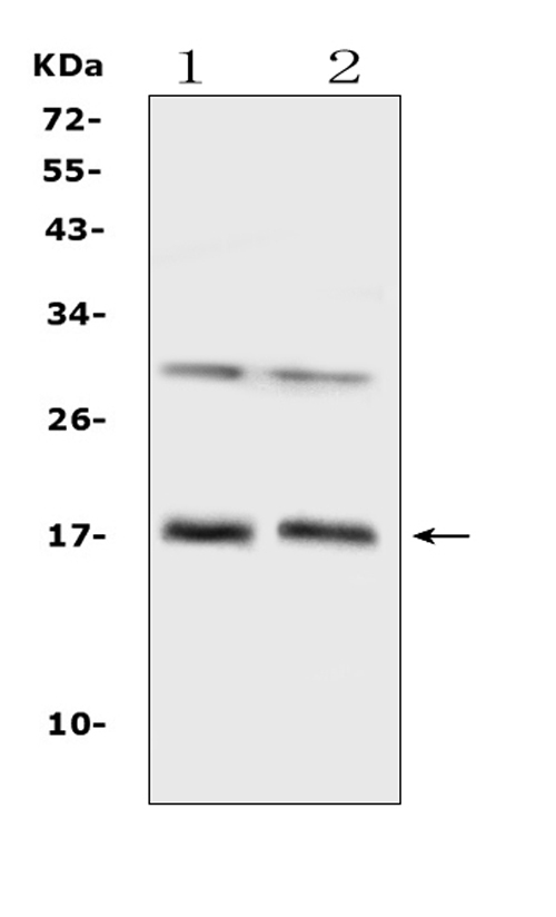 Western blot analysis of IL1F10 using anti-IL1F10 antibody (A09268-1)