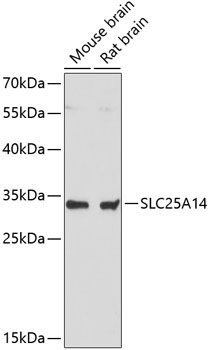a09269 slc25a14 primary antiboties wb testing 1