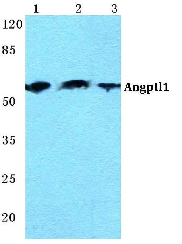 a09270 angptl1 primary antiboties wb testing 1