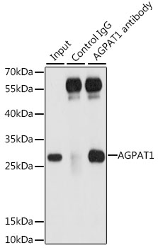 a09272 agpat1 primary antiboties ip testing 2
