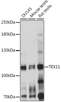 a09274 tex11 primary antiboties wb testing 1