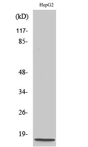 Western Blot (WB) analysis of specific cells using NDUFA4 Polyclonal antibody