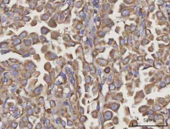  IHC analysis of NDUFA4 using anti-NDUFA4 antibody (A09276-3)