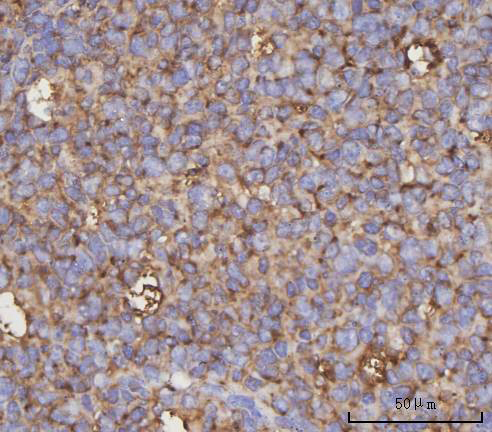 a09276 3 ndufa4 primary antibodies ihc testing 4