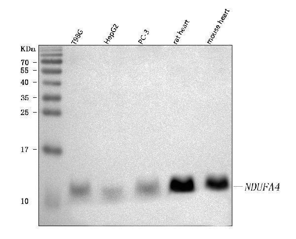  Western blot analysis of NDUFA4 using anti-NDUFA4 antibody (A09276-3)