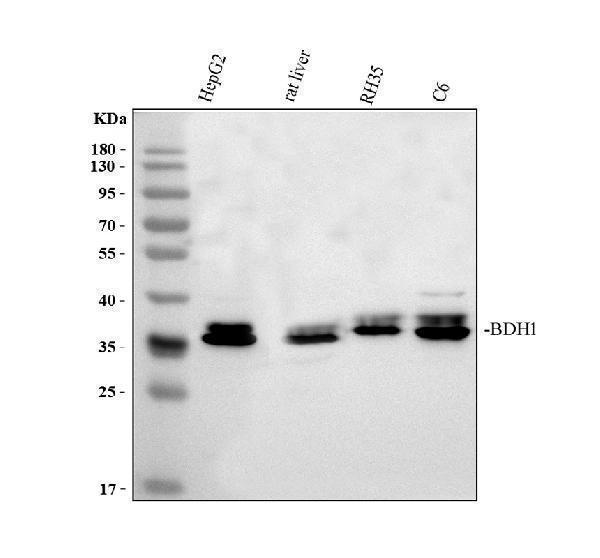 a09277 1 bdh1 primary antibodies wb testing 1_1