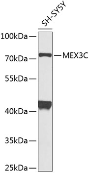 a09281 1 mex3c primary antiboties wb testing 1