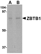 a09282 zbtb1 primary antibodies wb testing 1
