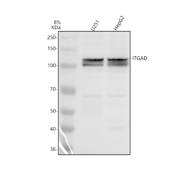 a09283 1 itgad primary antibodies wb testing 1