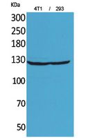 a09283 itgad primary antibodies wb testing 2