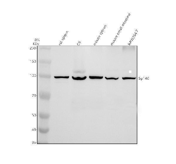 a09286 1 sp140 primary antibodies wb testing 1