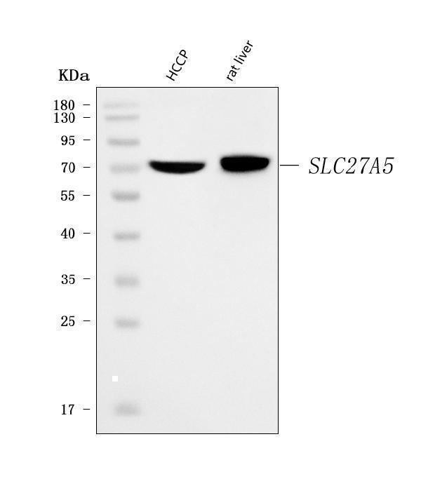 a09287 2 slc27a5 primary antibodies wb testing 1