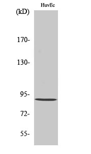 a09291 rbsn primary antibodies wb testing 2