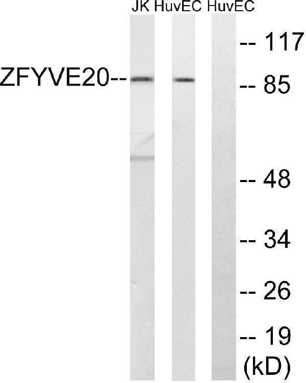 a09291 rbsn primary antibodies wb testing 3