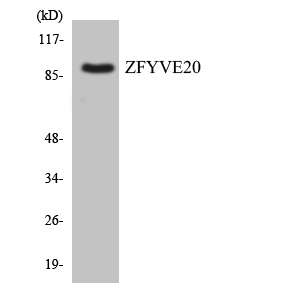 a09291 rbsn primary antibodies wb testing 4