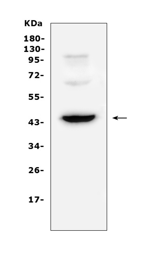 Western blot analysis of CD72 using anti-CD72 antibody (A09292-1)