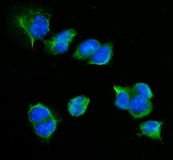 a09292 2 cd72 primary antibodies if testing 6