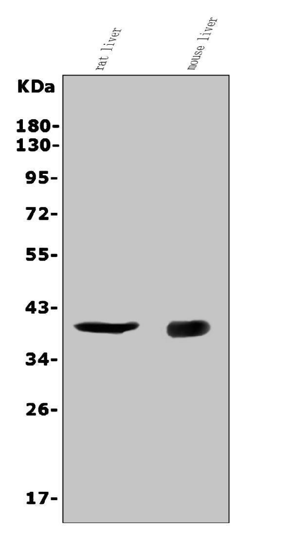 a09292 2 cd72 primary antibodies wb testing 1