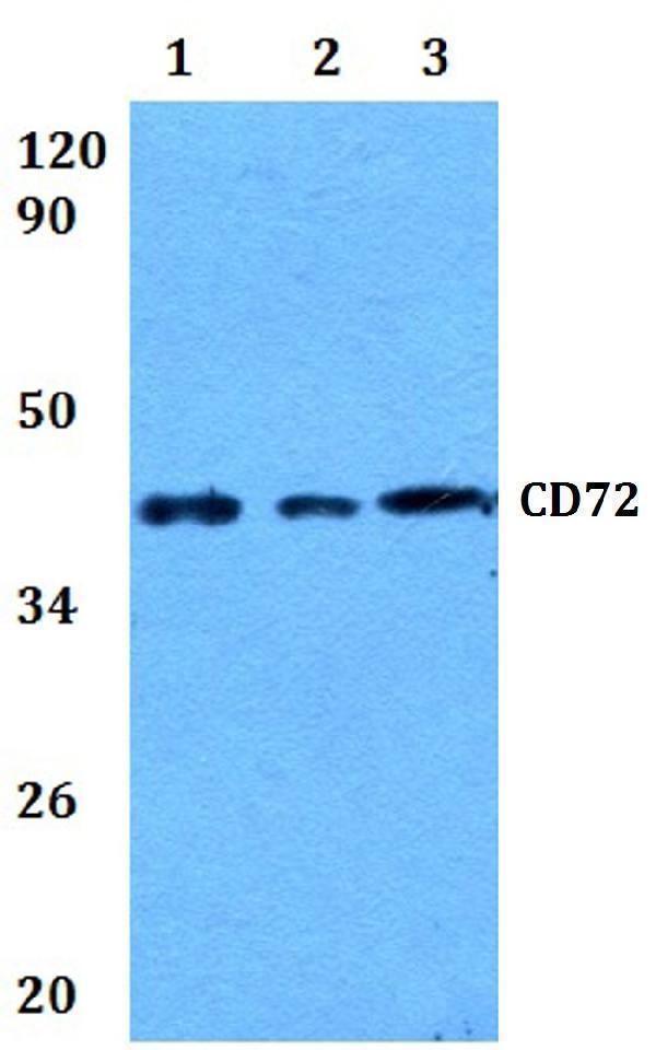 Western blot (WB) analysis of CD72 polyclonal antibody at 1:500 dilution   
Lane1:RAW264
