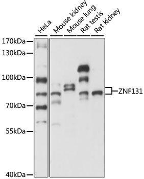 Western blot analysis of extracts of various cell lines, using ZNF131 antibody  at 1:1000 dilution