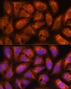a09294 acap2 primary antiboties if testing 2