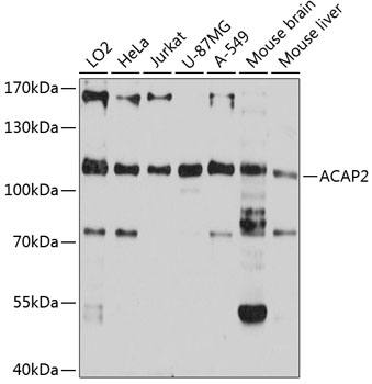 a09294 acap2 primary antiboties wb testing 1