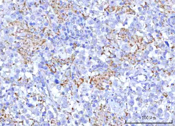 a09297 rmdn3 primary antibodies ihc testing 5