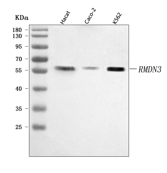 a09297 rmdn3 primary antibodies wb testing 1