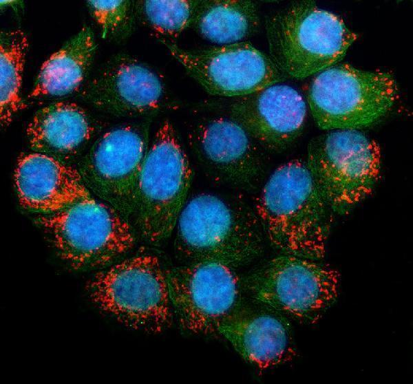 a09298 1 gpaa1 primary antibodies if testing 1