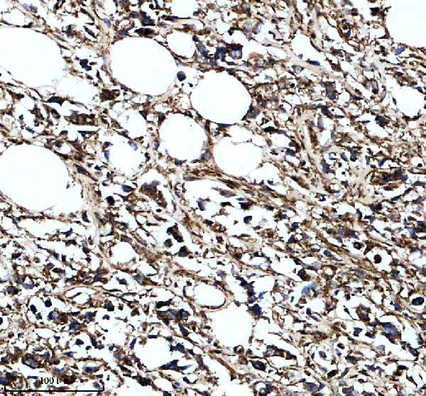 a09298 1 gpaa1 primary antibodies ihc testing 1