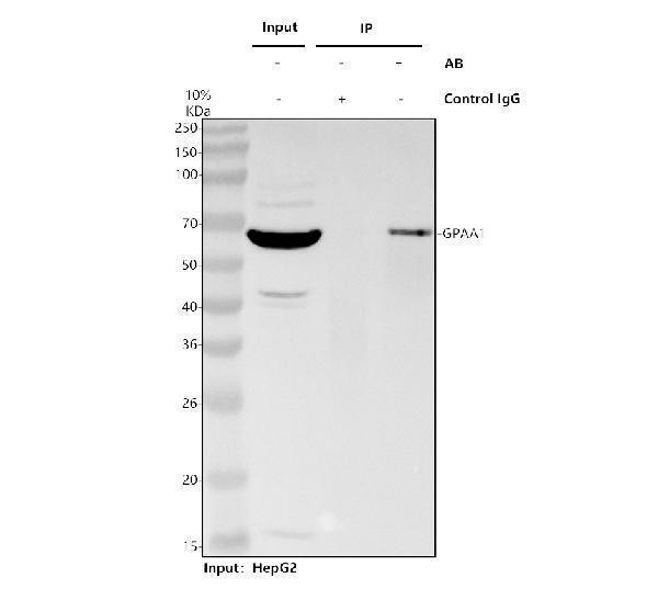a09298 1 gpaa1 primary antibodies ip testing 1