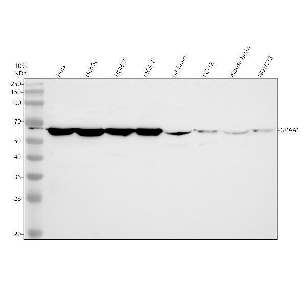 a09298 1 gpaa1 primary antibodies wb testing 1