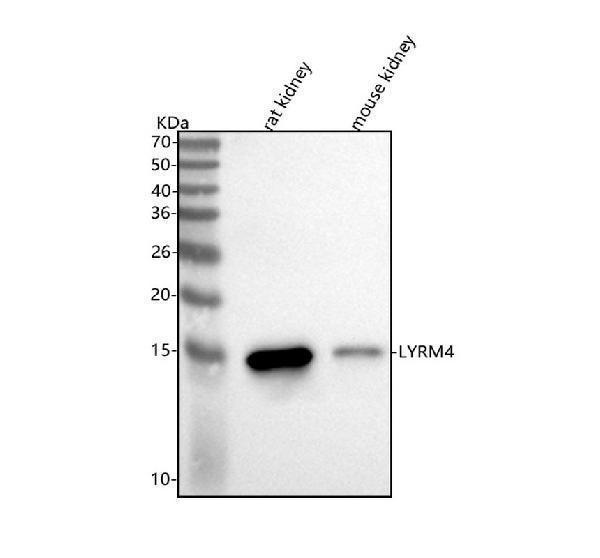 a09301 1 lyrm4 primary antibodies wb testing 1
