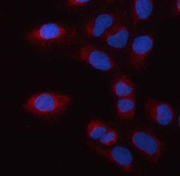  IF analysis of PSMC2 using anti-PSMC2 antibody (A09306-1)