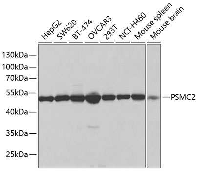 Western blot analysis of extracts of various cell lines, using PSMC2 antibody  at 1:1000 dilution