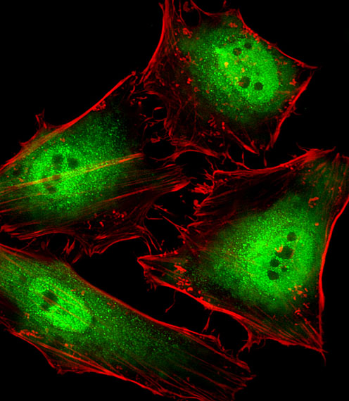 Fluorescent image of Hela cells stained with POLR2C Antibody (C-term)